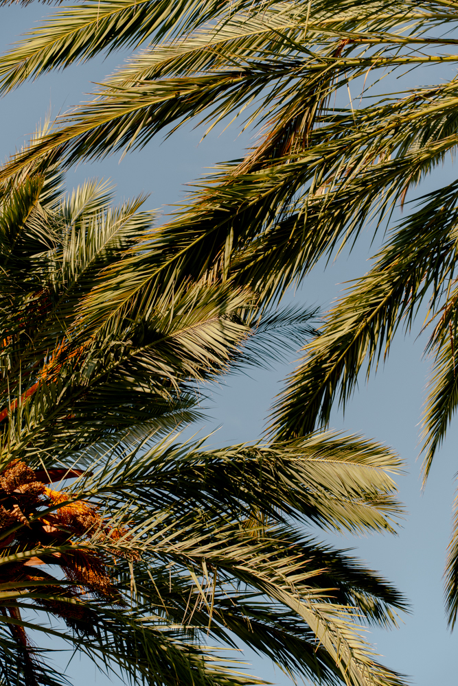 Palmeras en verano